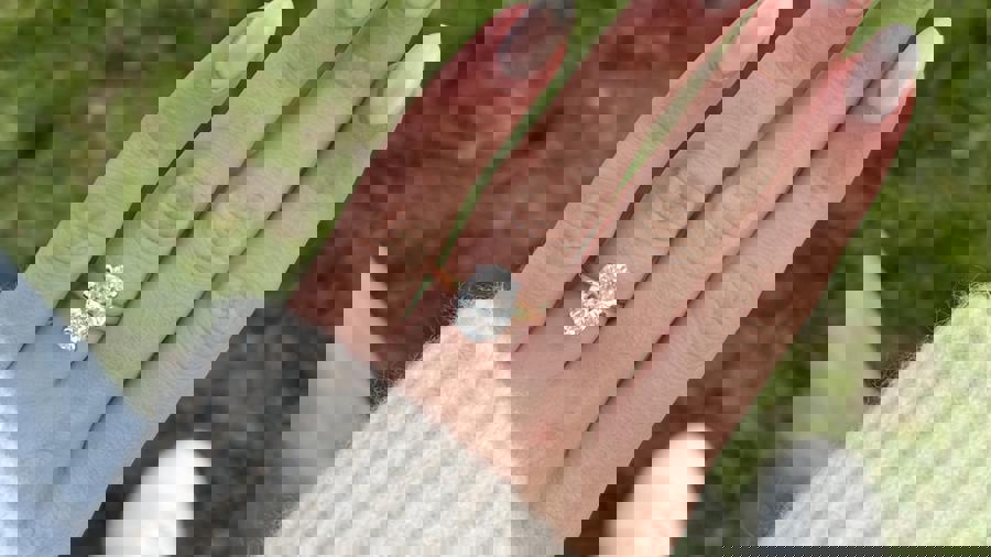 قیمت حلقه نامزدی در آمریکا از مرز ۷ هزار دلار گذشت